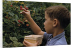 Boy Picking Raspberries by Anonymous