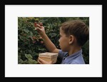 Boy Picking Raspberries by Anonymous