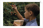 Boy Picking Raspberries by Anonymous