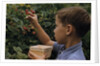 Boy Picking Raspberries by Anonymous