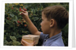Boy Picking Raspberries by Anonymous