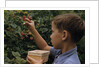 Boy Picking Raspberries by Anonymous