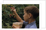 Boy Picking Raspberries by Anonymous