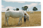 Boy Standing with Horse in a Field by Anonymous