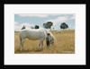 Boy Standing with Horse in a Field by Anonymous