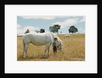 Boy Standing with Horse in a Field by Anonymous