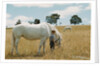 Boy Standing with Horse in a Field by Anonymous