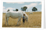 Boy Standing with Horse in a Field by Anonymous