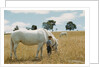 Boy Standing with Horse in a Field by Anonymous