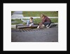 Boys Looking into Grate by Anonymous