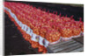 Onion Sacks on Field by Anonymous
