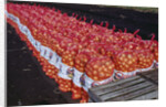 Onion Sacks on Field by Anonymous