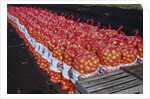 Onion Sacks on Field by Anonymous