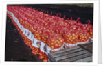 Onion Sacks on Field by Anonymous