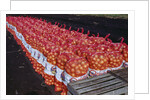 Onion Sacks on Field by Anonymous