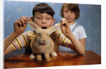 Annoying Brother Playing With His Sister's Pet Rabbit by Anonymous
