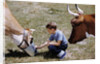 Boy Feeding Cows by Anonymous