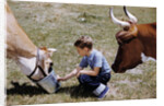 Boy Feeding Cows by Anonymous