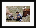 Boy Feeding Cows by Anonymous