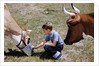 Boy Feeding Cows by Anonymous