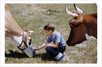 Boy Feeding Cows by Anonymous