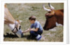 Boy Feeding Cows by Anonymous