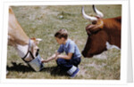 Boy Feeding Cows by Anonymous
