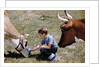 Boy Feeding Cows by Anonymous