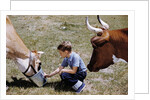 Boy Feeding Cows by Anonymous