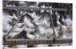 Crates of Chickens by Anonymous