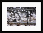 Crates of Chickens by Anonymous