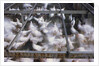 Crates of Chickens by Anonymous