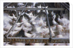 Crates of Chickens by Anonymous