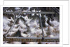 Crates of Chickens by Anonymous