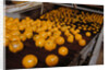 Oranges on Conveyor by Anonymous