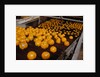 Oranges on Conveyor by Anonymous