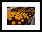 Oranges on Conveyor by Anonymous