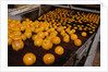 Oranges on Conveyor by Anonymous