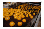 Oranges on Conveyor by Anonymous
