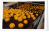 Oranges on Conveyor by Anonymous