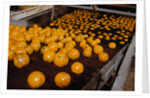 Oranges on Conveyor by Anonymous