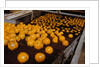 Oranges on Conveyor by Anonymous