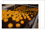 Oranges on Conveyor by Anonymous