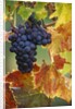 Grapes on a Vine by Anonymous