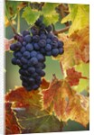 Grapes on a Vine by Anonymous