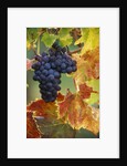 Grapes on a Vine by Anonymous