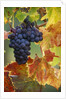 Grapes on a Vine by Anonymous
