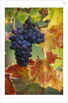Grapes on a Vine by Anonymous