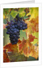 Grapes on a Vine by Anonymous
