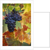 Grapes on a Vine by Anonymous